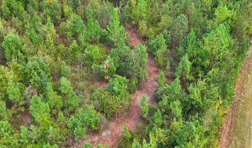 Photo #46 of Off Hwy 11 , Kenansville, NC 269.6 acres