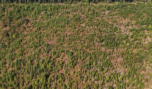 Photo #48 of Off Hwy 11 , Kenansville, NC 269.6 acres