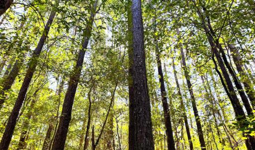 Photo #25 of Off Little Low Ground Rd, Emporia, VA 4.6 acres