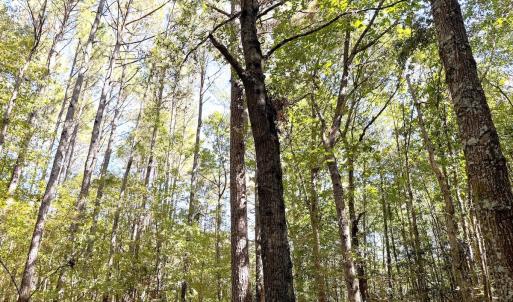 Photo #27 of Off Little Low Ground Rd, Emporia, VA 4.6 acres