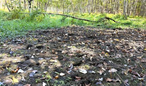 Photo #28 of Off Little Low Ground Rd, Emporia, VA 4.6 acres