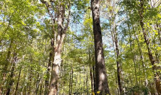 Photo #29 of Off Little Low Ground Rd, Emporia, VA 4.6 acres