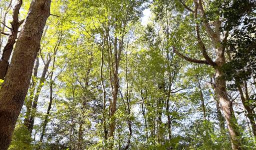 Photo #30 of Off Little Low Ground Rd, Emporia, VA 4.6 acres