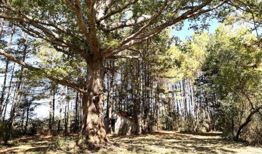 Photo #31 of Off Little Low Ground Rd, Emporia, VA 4.6 acres