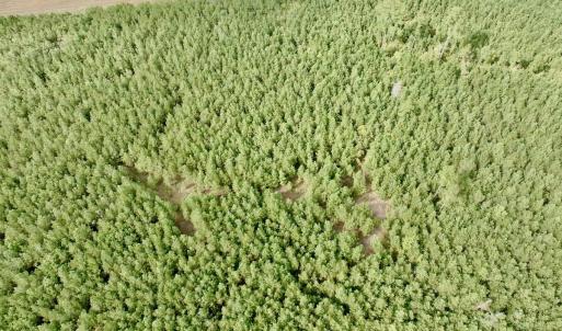 Photo #16 of Off Medical Center Road , Gates, NC 54.4 acres