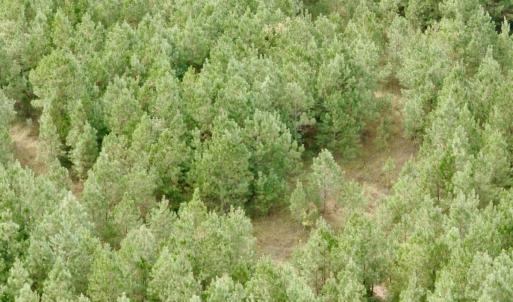 Photo #17 of Off Medical Center Road , Gates, NC 54.4 acres