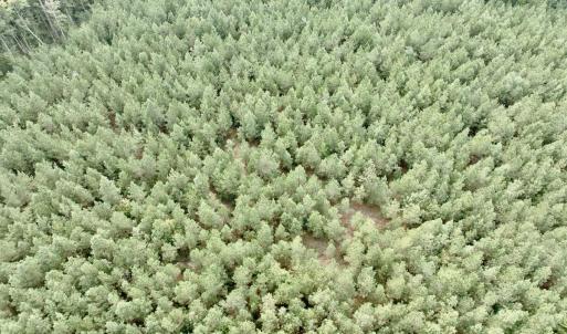 Photo #19 of Off Medical Center Road , Gates, NC 54.4 acres