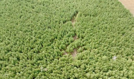 Photo #30 of Off Medical Center Road , Gates, NC 54.4 acres