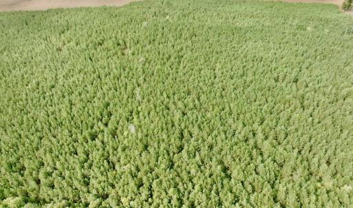 Photo #31 of Off Medical Center Road , Gates, NC 54.4 acres