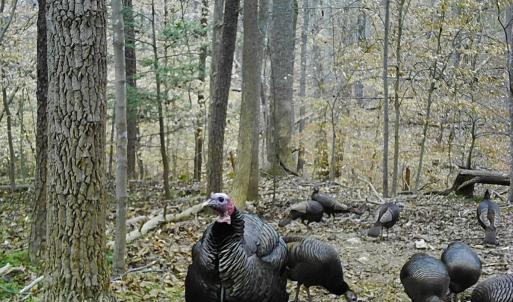 Photo #31 of Off Yorkshire Drive, Sandy Level, VA 20.0 acres