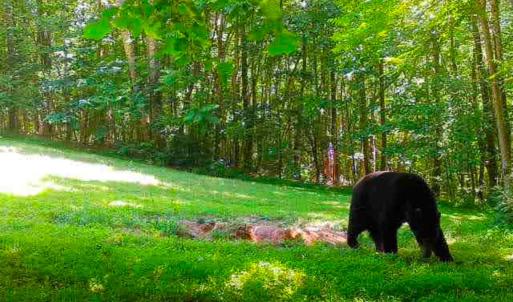 Photo #32 of Off Yorkshire Drive, Sandy Level, VA 20.0 acres