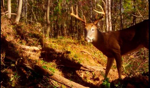 Photo #37 of Off Yorkshire Drive, Sandy Level, VA 20.0 acres