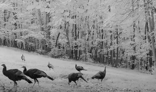 Photo #40 of Off Yorkshire Drive, Sandy Level, VA 20.0 acres