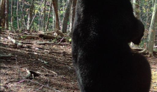 Photo #28 of Off Yorkshire Drive, Sandy Level, VA 20.0 acres