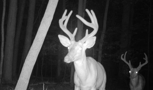 Photo #51 of Off Yorkshire Drive, Sandy Level, VA 20.0 acres