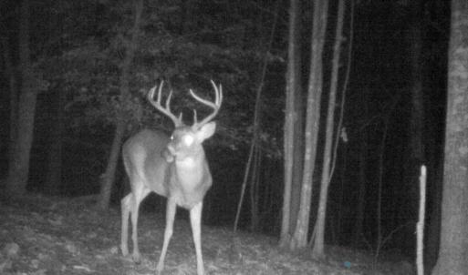 Photo #53 of Off Yorkshire Drive, Sandy Level, VA 20.0 acres