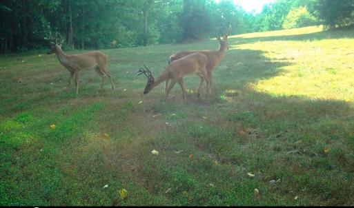 Photo #47 of Off Yorkshire Drive, Sandy Level, VA 20.0 acres