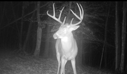 Photo #49 of Off Yorkshire Drive, Sandy Level, VA 20.0 acres