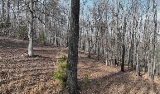 Photo #81 of Off Yorkshire Drive, Sandy Level, VA 20.0 acres