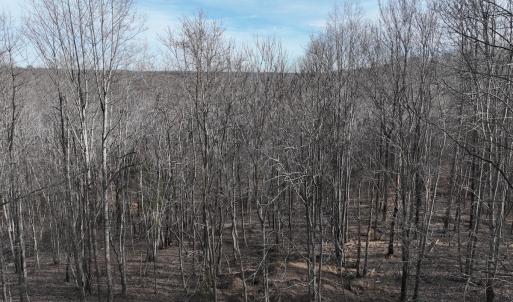 Photo #82 of Off Yorkshire Drive, Sandy Level, VA 20.0 acres