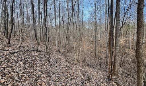 Photo #88 of Off Yorkshire Drive, Sandy Level, VA 20.0 acres