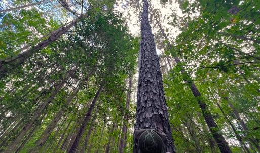 Photo #10 of Off Old Lewis School Road, Middlesex, NC 12.2 acres