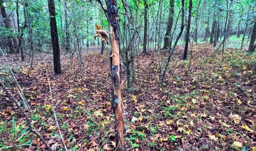 Photo #16 of Off Old Lewis School Road, Middlesex, NC 12.2 acres