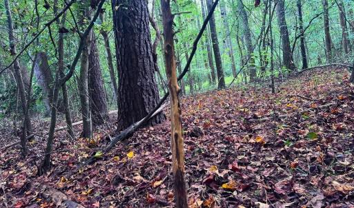 Photo #17 of Off Old Lewis School Road, Middlesex, NC 12.2 acres