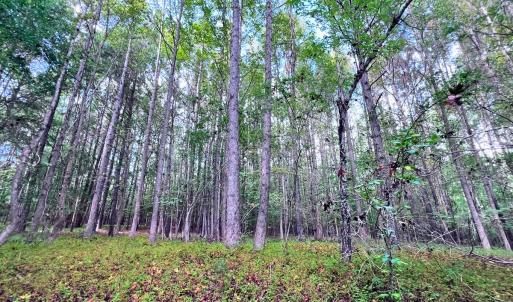 Photo #1 of Off Old Lewis School Road, Middlesex, NC 12.2 acres
