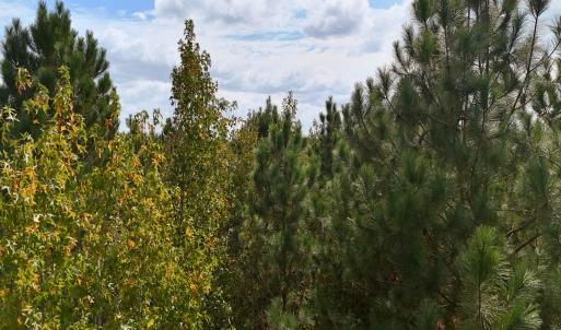 Photo #27 of Off Old Lewis School Road, Middlesex, NC 12.2 acres