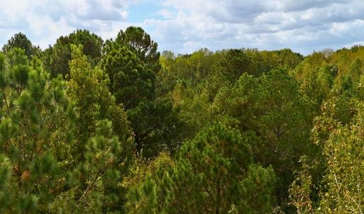 Photo #28 of Off Old Lewis School Road, Middlesex, NC 12.2 acres