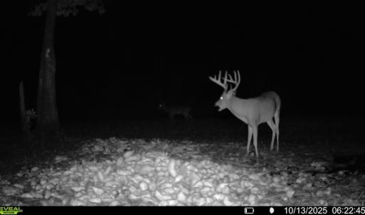 Photo #1 of Off Atkinson Cemetary Rd, Atkinson, NC 202.0 acres
