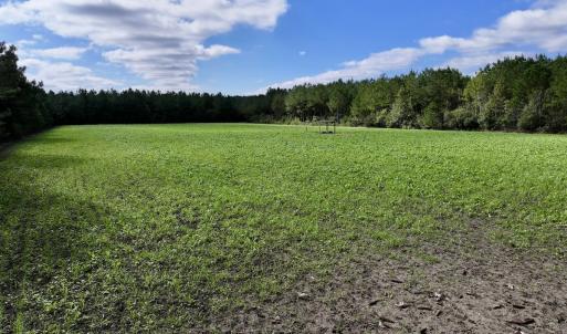 Photo #12 of Off Atkinson Cemetary Rd, Atkinson, NC 202.0 acres
