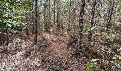 Photo #19 of Off Atkinson Cemetary Rd, Atkinson, NC 202.0 acres