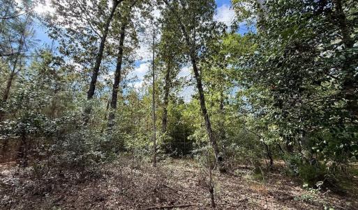 Photo #20 of Off Atkinson Cemetary Rd, Atkinson, NC 202.0 acres