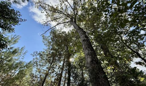 Photo #21 of Off Atkinson Cemetary Rd, Atkinson, NC 202.0 acres