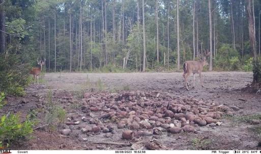 Photo #22 of Off Atkinson Cemetary Rd, Atkinson, NC 202.0 acres