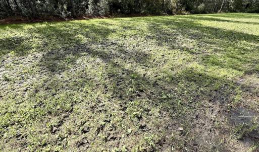 Photo #34 of Off Atkinson Cemetary Rd, Atkinson, NC 202.0 acres