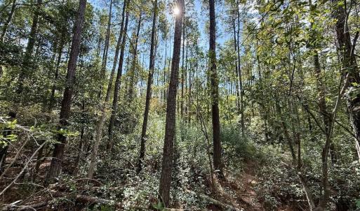 Photo #36 of Off Atkinson Cemetary Rd, Atkinson, NC 202.0 acres