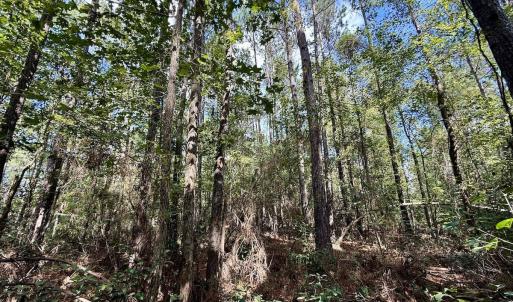 Photo #37 of Off Atkinson Cemetary Rd, Atkinson, NC 202.0 acres