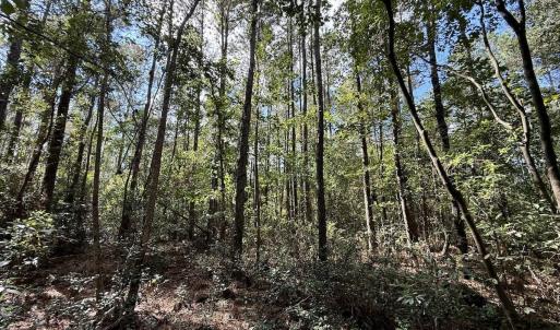 Photo #39 of Off Atkinson Cemetary Rd, Atkinson, NC 202.0 acres