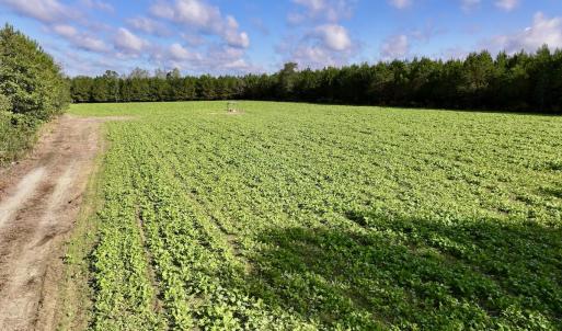 Photo #10 of Off Atkinson Cemetary Rd, Atkinson, NC 202.0 acres