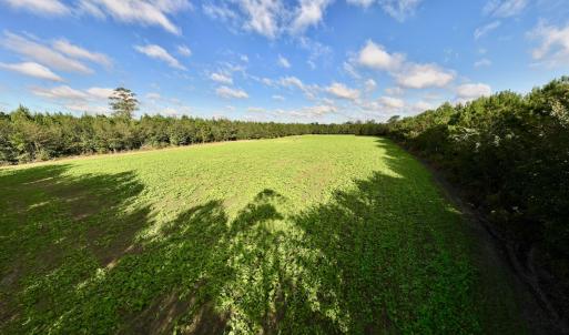 Photo #11 of Off Atkinson Cemetary Rd, Atkinson, NC 202.0 acres