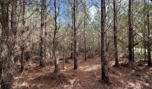 Photo #41 of Off Atkinson Cemetary Rd, Atkinson, NC 202.0 acres