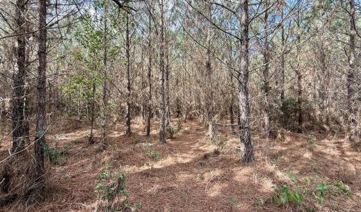 Photo #42 of Off Atkinson Cemetary Rd, Atkinson, NC 202.0 acres