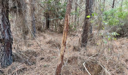 Photo #44 of Off Atkinson Cemetary Rd, Atkinson, NC 202.0 acres