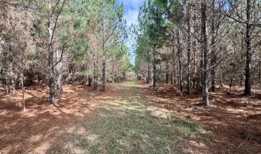 Photo #52 of Off Atkinson Cemetary Rd, Atkinson, NC 202.0 acres