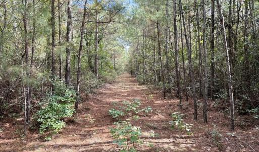 Photo #54 of Off Atkinson Cemetary Rd, Atkinson, NC 202.0 acres