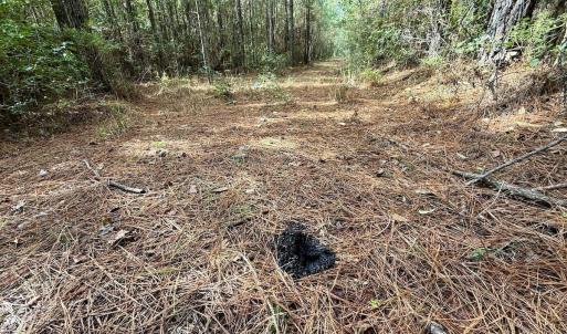 Photo #56 of Off Atkinson Cemetary Rd, Atkinson, NC 202.0 acres