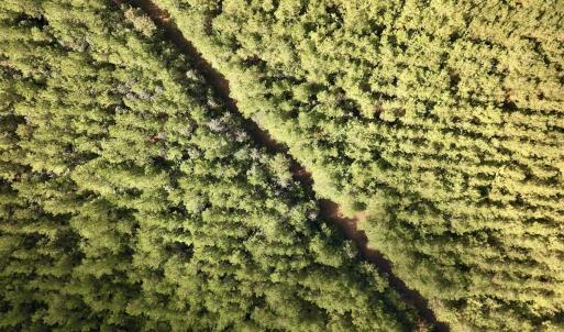 Photo #60 of Off Atkinson Cemetary Rd, Atkinson, NC 202.0 acres